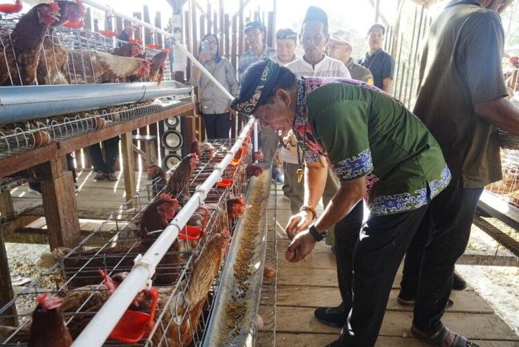 Panen Perdana Telur Ayam di Bulungan, Gubernur Zainal Optimistis Kaltara Kurangi Ketergantungan Pasokan Luar