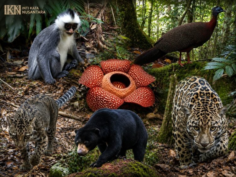 Hutan Perbatasan Nunukan Simpan Kekayaan Endemik, dari Lutung Banggat hingga Rafflesia Pricei