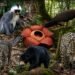 Hutan Perbatasan Nunukan Simpan Kekayaan Endemik, dari Lutung Banggat hingga Rafflesia Pricei