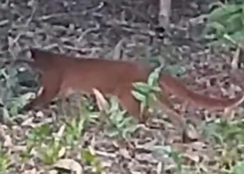 seekor kucing merah tampak berjalan menyusuri lantai hutan di antara pepohonan dan semak (Dok. TNKM)