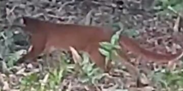 seekor kucing merah tampak berjalan menyusuri lantai hutan di antara pepohonan dan semak (Dok. TNKM)