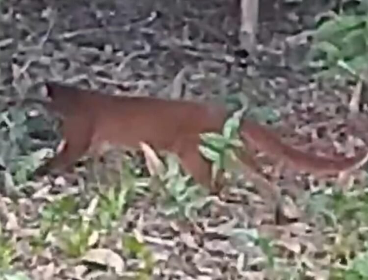 seekor kucing merah tampak berjalan menyusuri lantai hutan di antara pepohonan dan semak (Dok. TNKM)