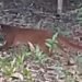 seekor kucing merah tampak berjalan menyusuri lantai hutan di antara pepohonan dan semak (Dok. TNKM)
